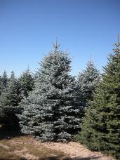 Colorado Spruce